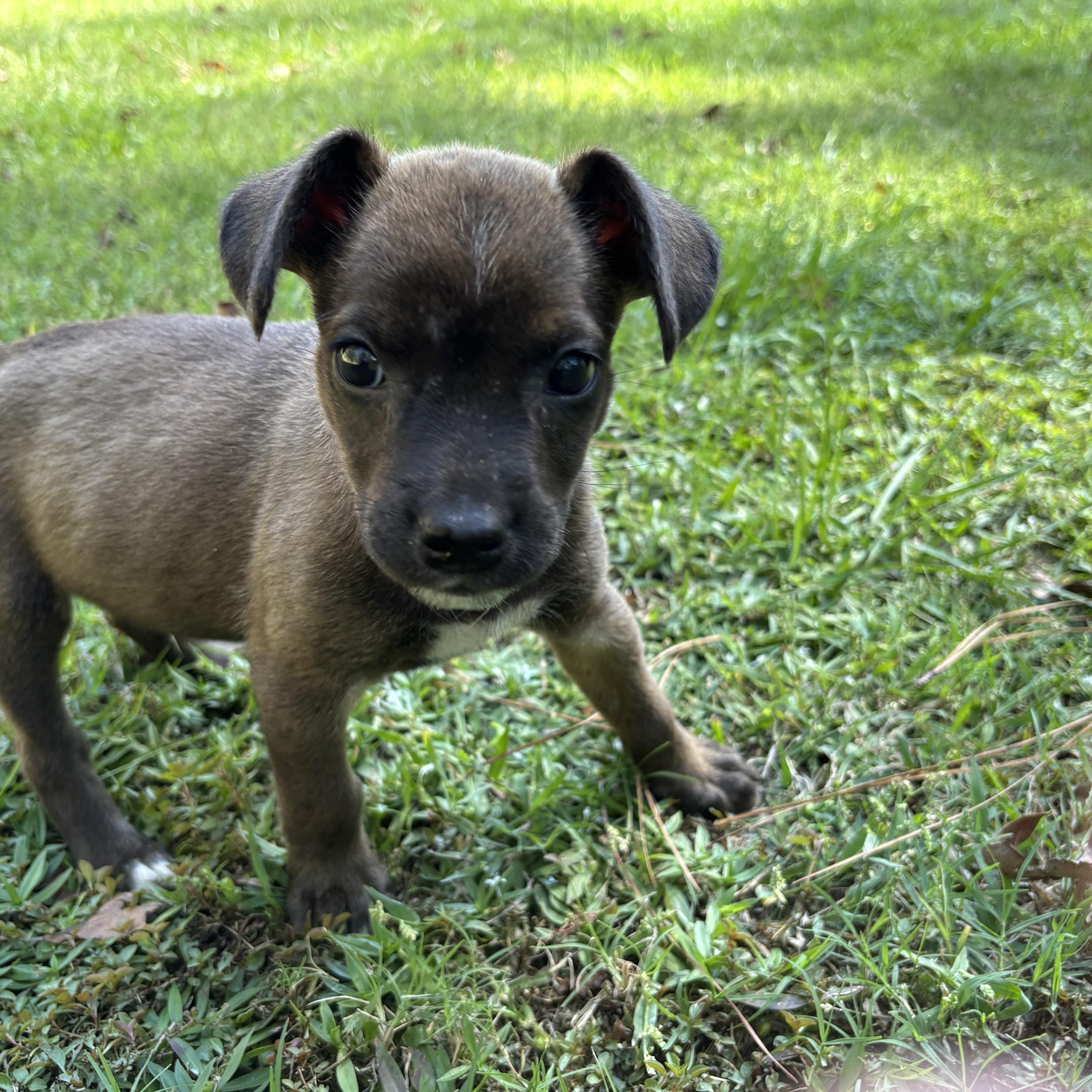 Milo