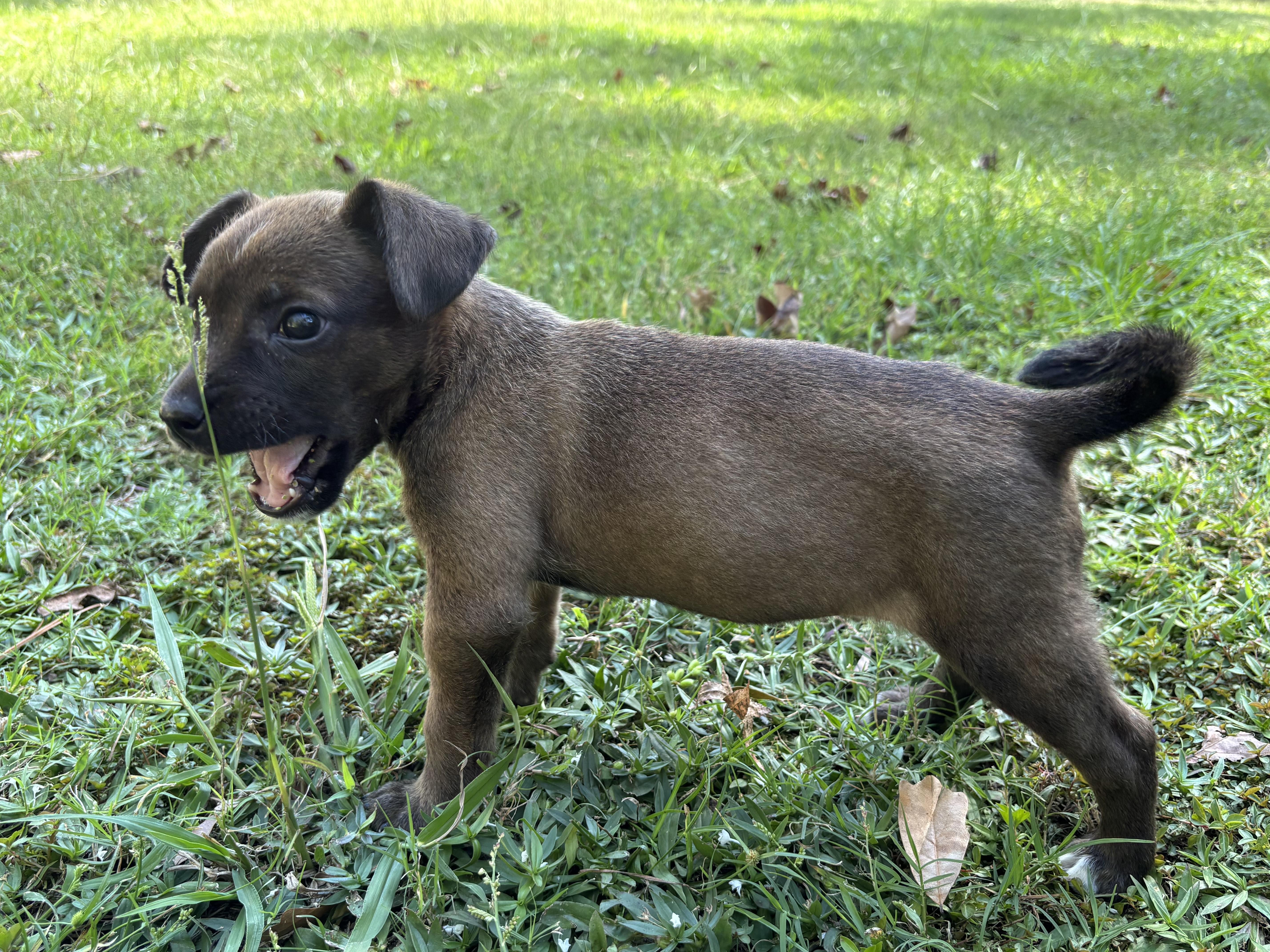 Milo