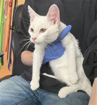 CHARON, Adoptable, Young Male Domestic Short Hair.