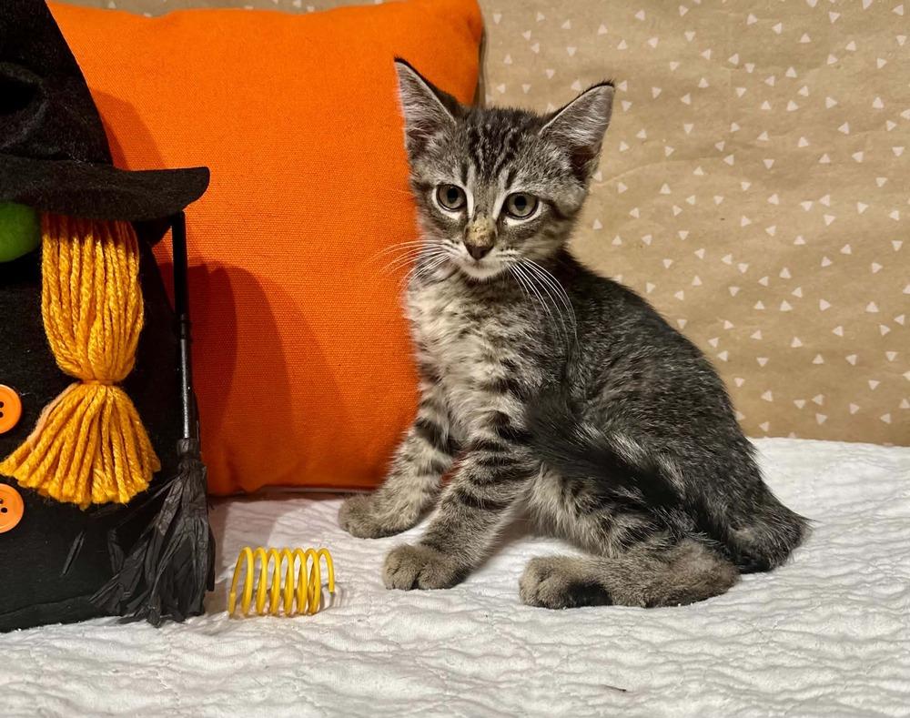 Guppy, Adoptable, Kitten Male Domestic Short Hair.