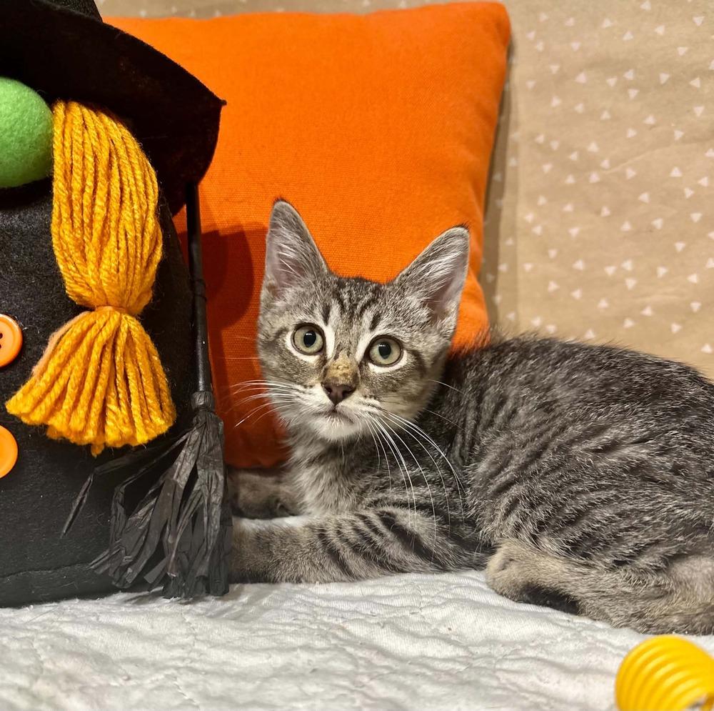 Enlarge Guppy, a Adoptable mixed breed in Groveland, MA image 2/5