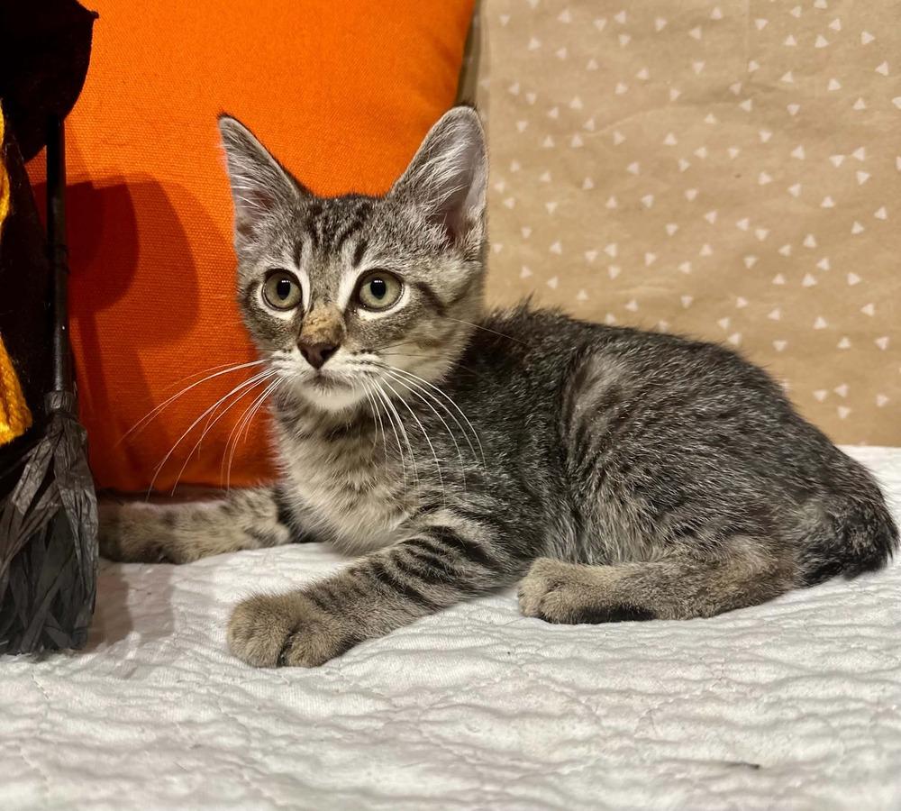 Enlarge Guppy, a Adoptable mixed breed in Groveland, MA image 3/5