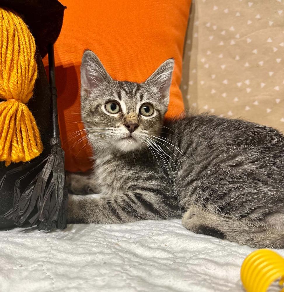 Enlarge Guppy, a Adoptable mixed breed in Groveland, MA image 4/5