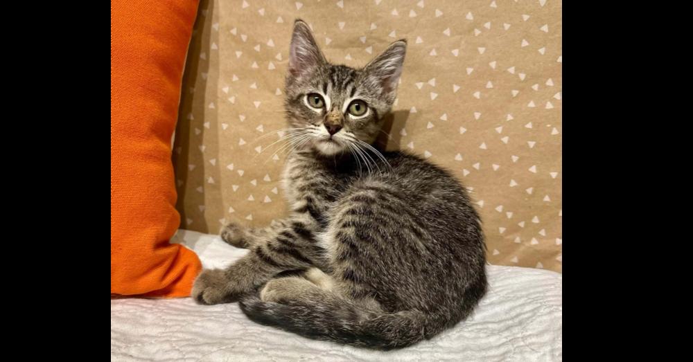 Enlarge Guppy, a Adoptable mixed breed in Groveland, MA image 5/5
