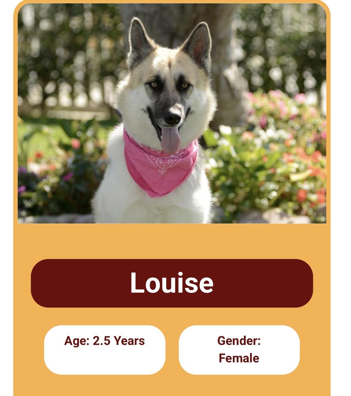 Louise and Thelma Contact Sylva, Adoptable, Young Female German Shepherd Dog & Husky.