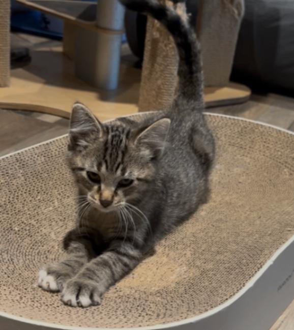 Meenie, Adoptable, Young Male Domestic Short Hair.