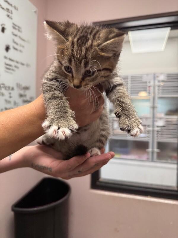 Enlarge Meenie, a Adoptable Domestic Short Hair in Osseo, MI image 1/2