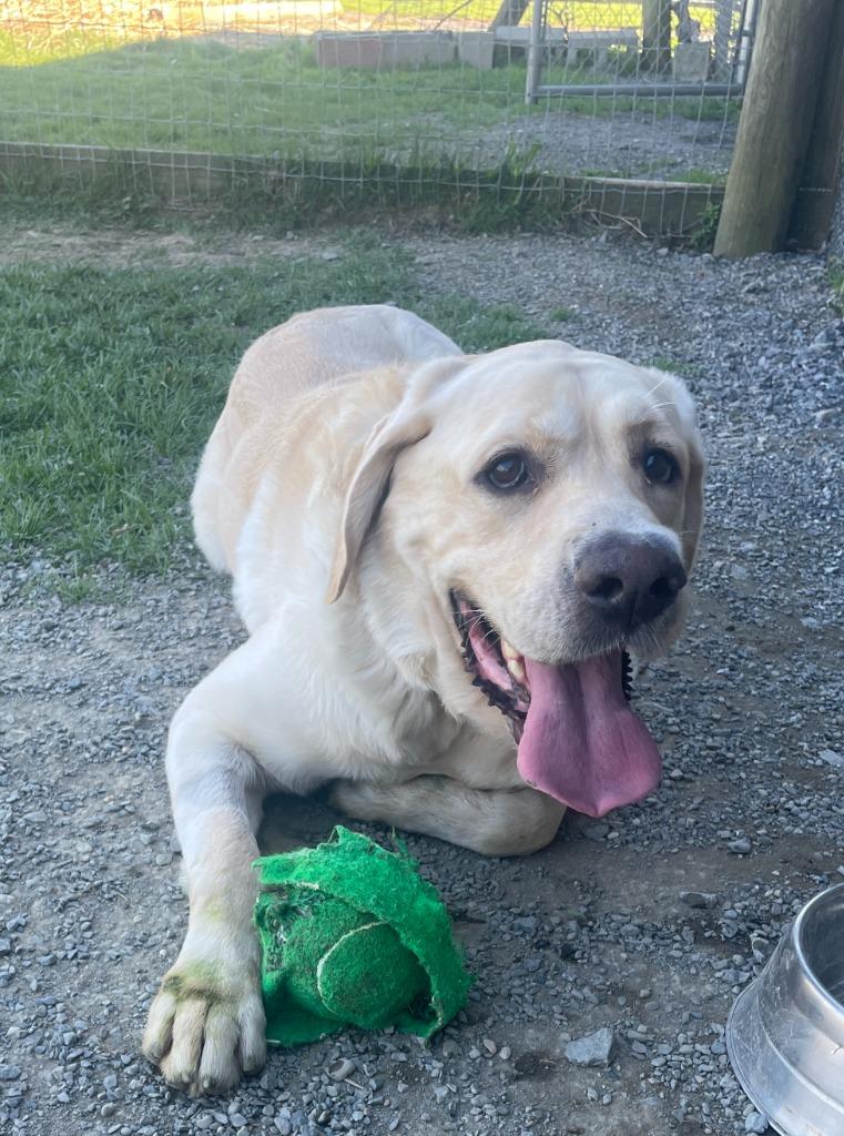 Apollo Kahlo, Adoptable, Adult Male Labrador Retriever & Mixed Breed.