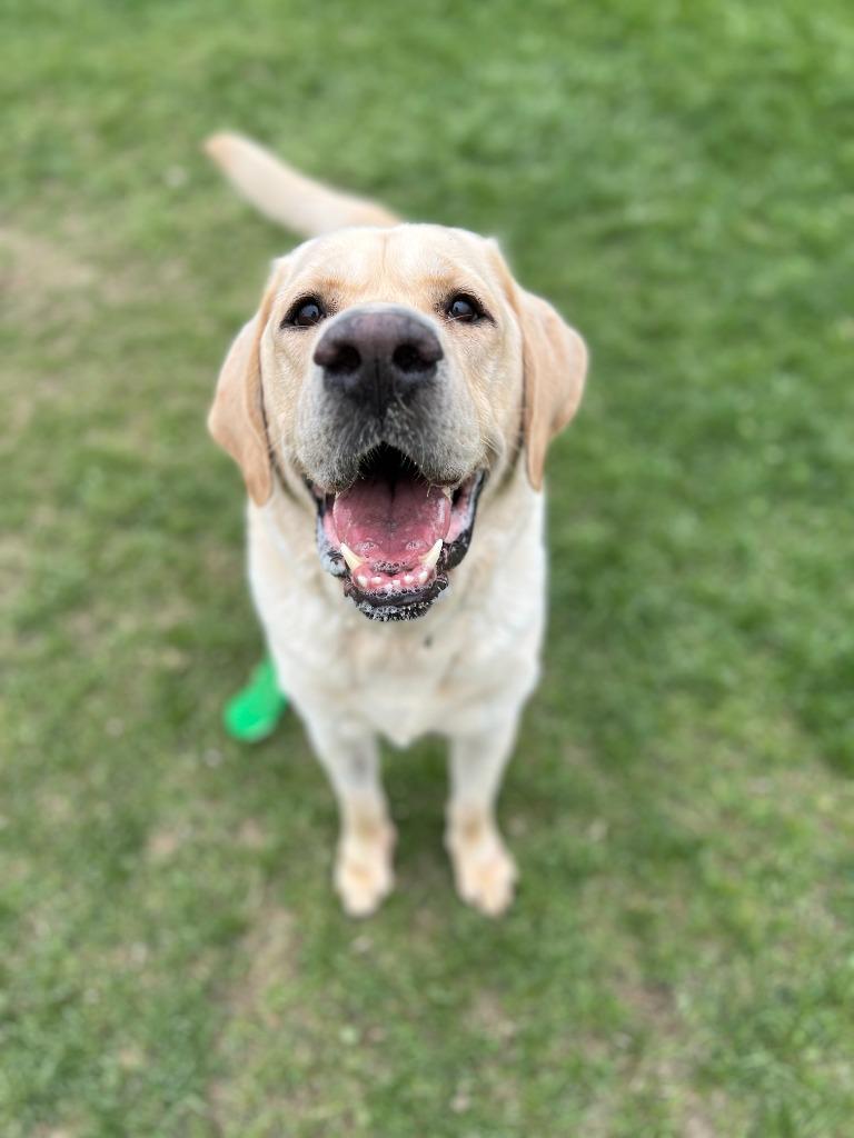 Apollo Kahlo, a Adoptable mixed breed in Hudson, NY image 2/2