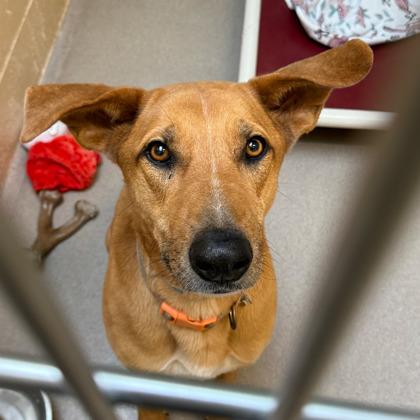 Charlie — thumbnail 3