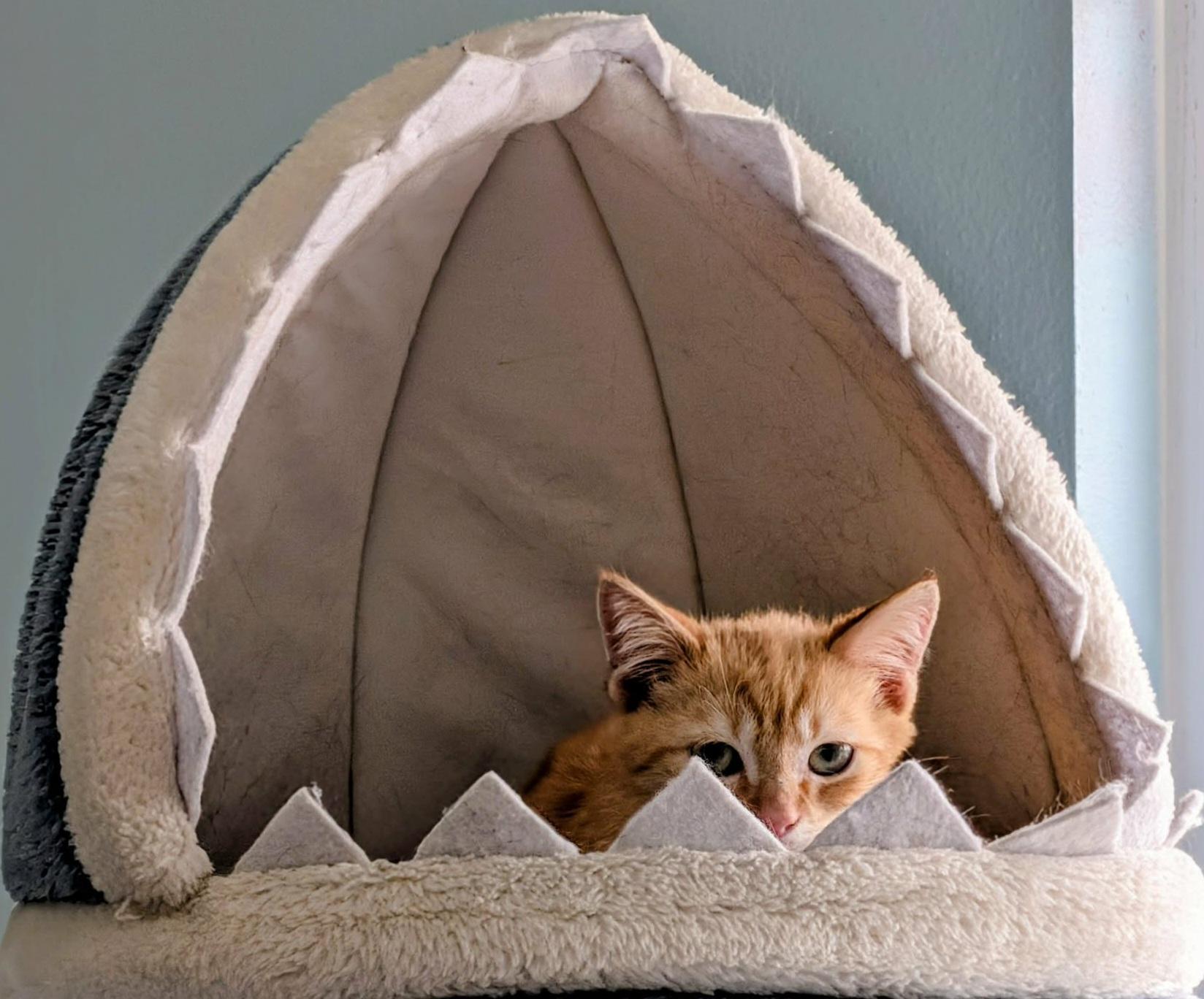 Enlarge Cider, a ADOPTABLE Domestic Short Hair in Largo, FL image 4/4