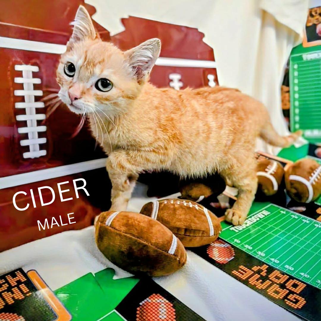 Cider, ADOPTABLE, Young Male Domestic Short Hair.