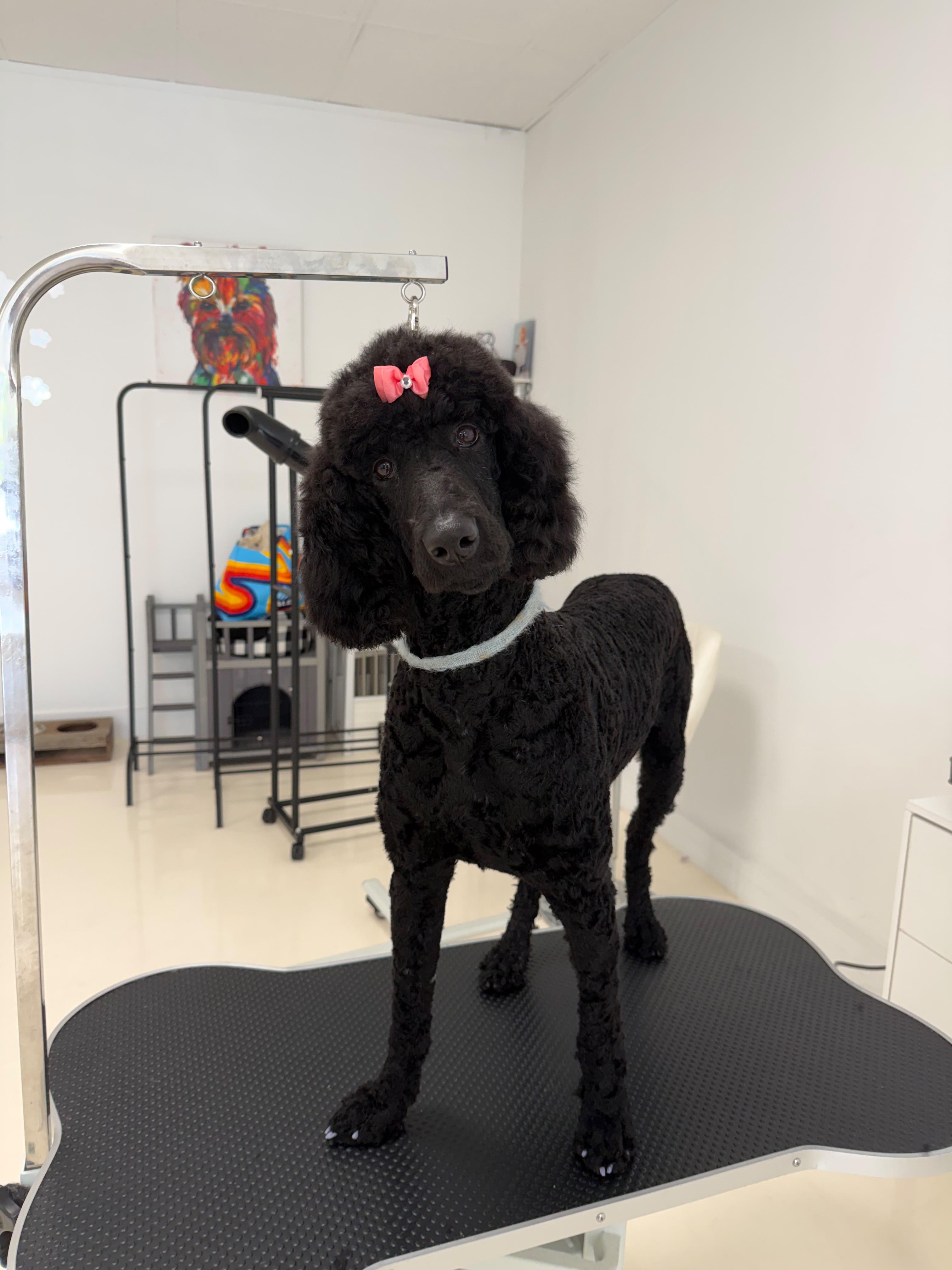 Standard Poodles for Adoption in Palm Bay, Florida | Petfinder
