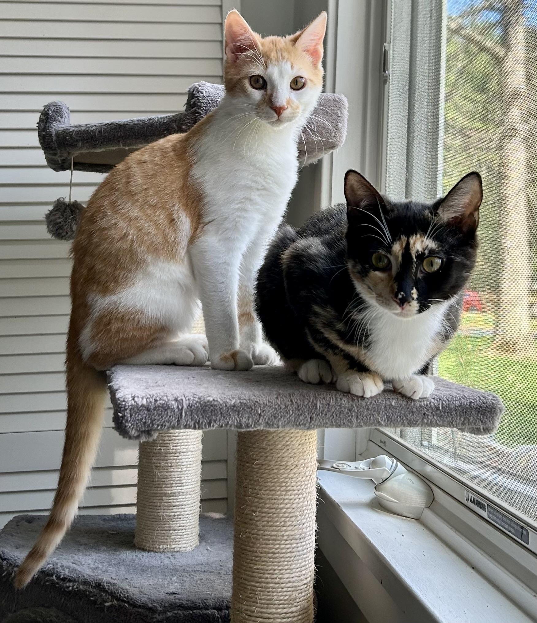 Enlarge Lupin and Rose, a ADOPTABLE Extra-Toes Cat / Hemingway Polydactyl in Granby, CT image 1/6