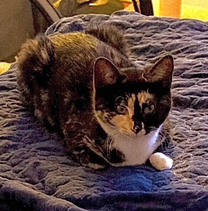 Enlarge Lupin and Rose, a ADOPTABLE Extra-Toes Cat / Hemingway Polydactyl in Granby, CT image 3/4