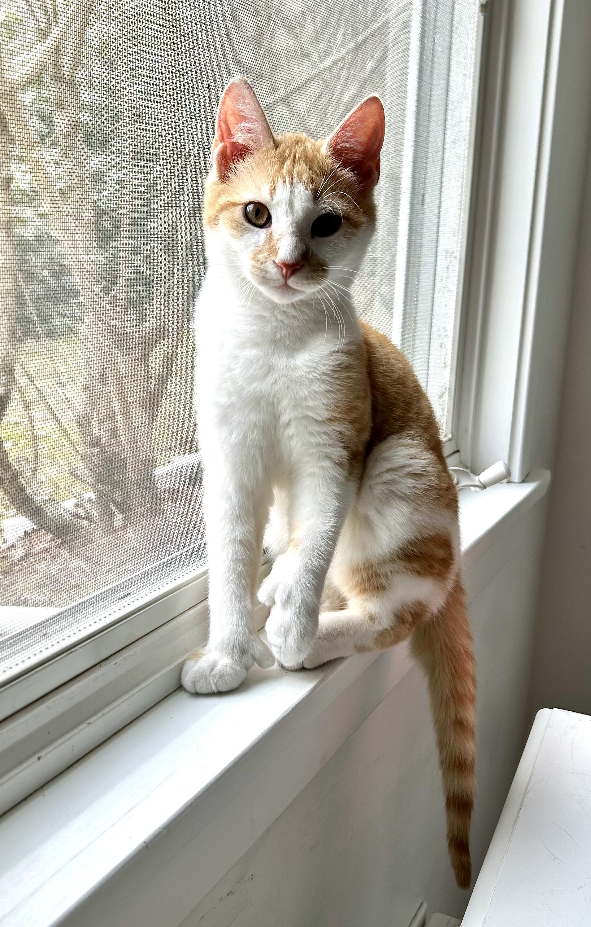 Lupin and Rose, ADOPTABLE, Young Female Extra-Toes Cat / Hemingway Polydactyl.