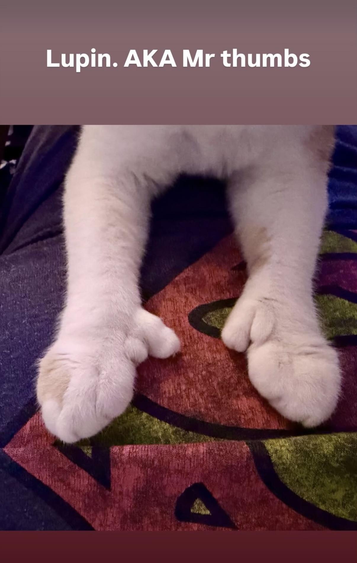 Enlarge Lupin and Rose, a ADOPTABLE Extra-Toes Cat / Hemingway Polydactyl in Granby, CT image 4/4