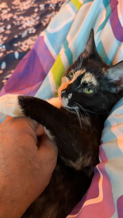 Enlarge Lupin and Rose, a ADOPTABLE Extra-Toes Cat / Hemingway Polydactyl in Granby, CT video 6/6