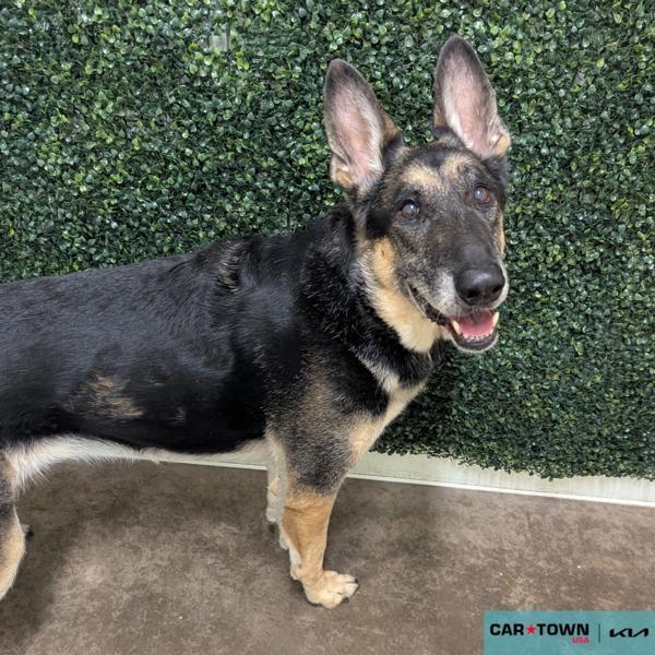 Enlarge JJ, a Adoptable mixed breed in Lexington, KY image 1/1