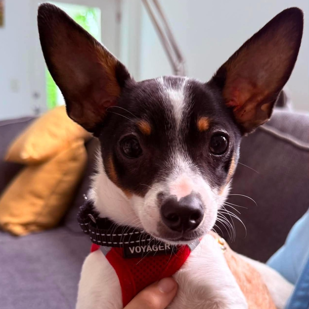 ARROW - ARRIVING IN MAINE MAY 30TH, ADOPTABLE, Puppy Male Mixed Breed.