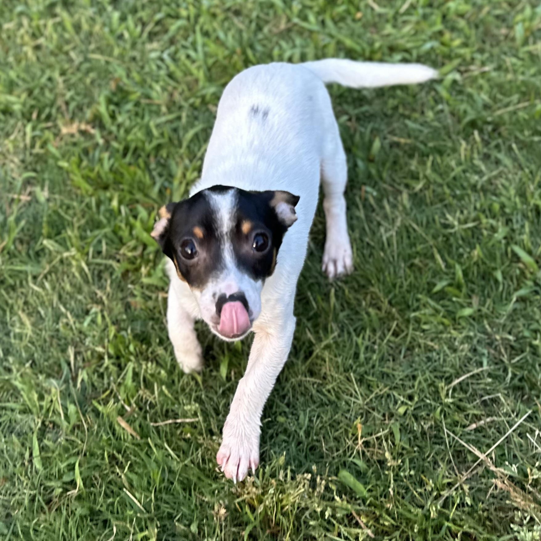 Enlarge ARROW - ARRIVING IN MAINE MAY 30TH, a ADOPTABLE Mixed Breed in Berwick, ME image 3/6