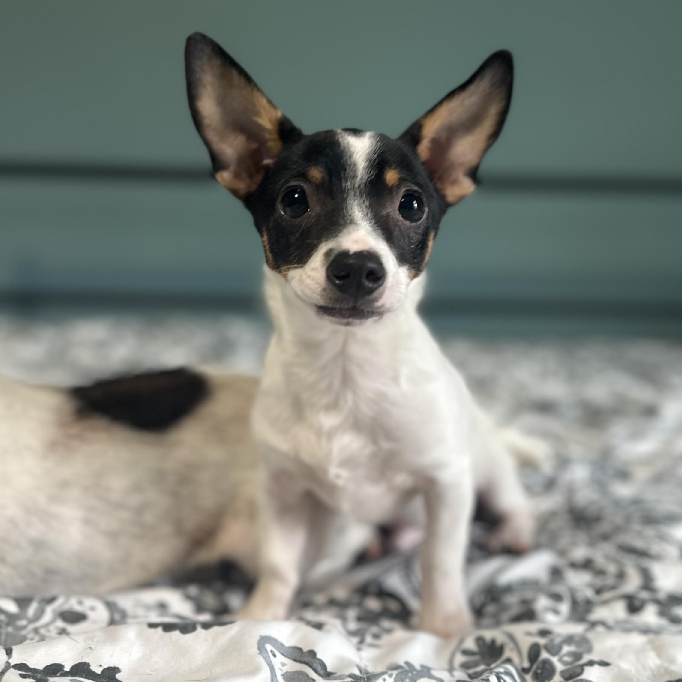 Enlarge ARROW - ARRIVING IN MAINE MAY 30TH, a ADOPTABLE Mixed Breed in Berwick, ME image 2/6
