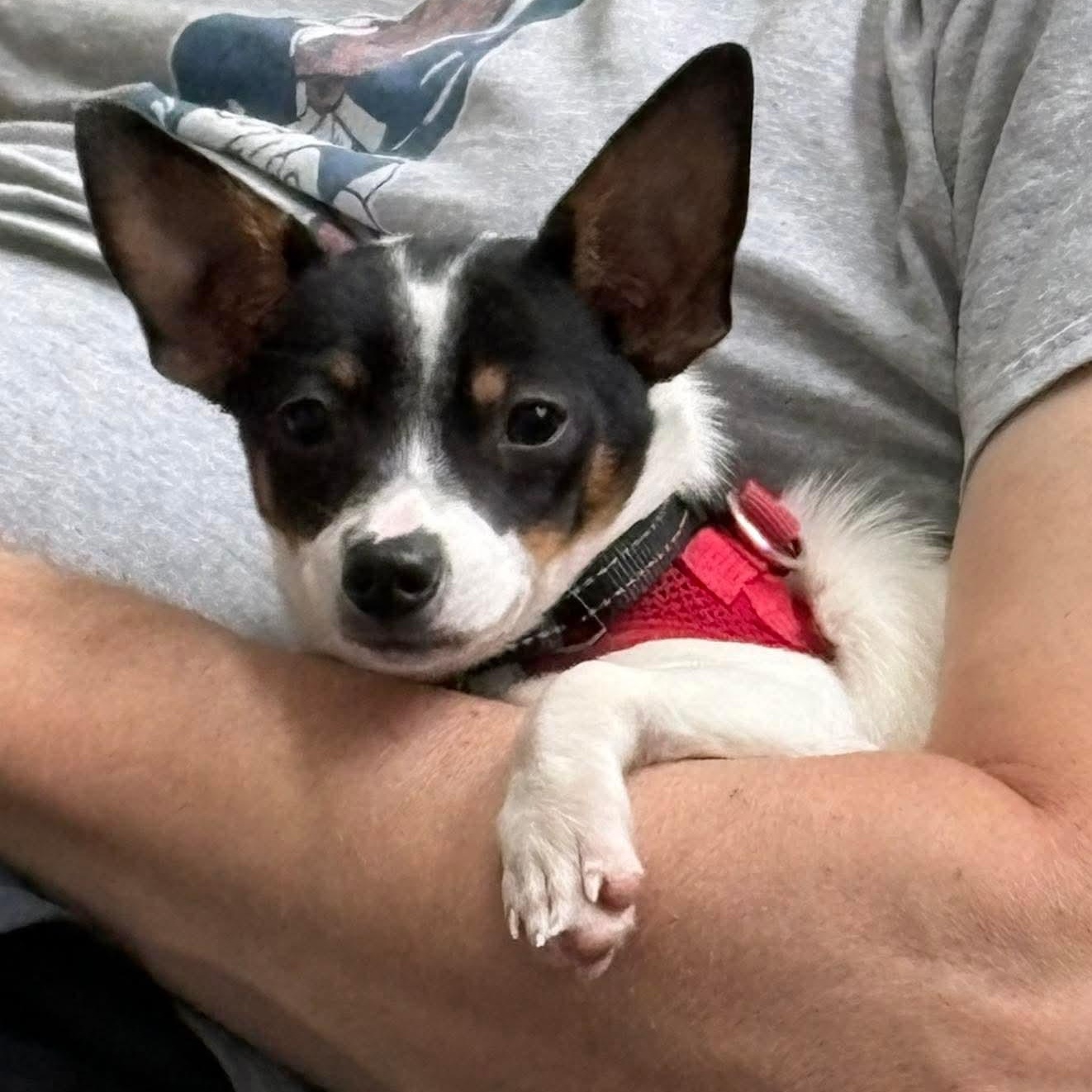 Enlarge ARROW - ARRIVING IN MAINE MAY 30TH, a ADOPTABLE Mixed Breed in Berwick, ME image 6/6
