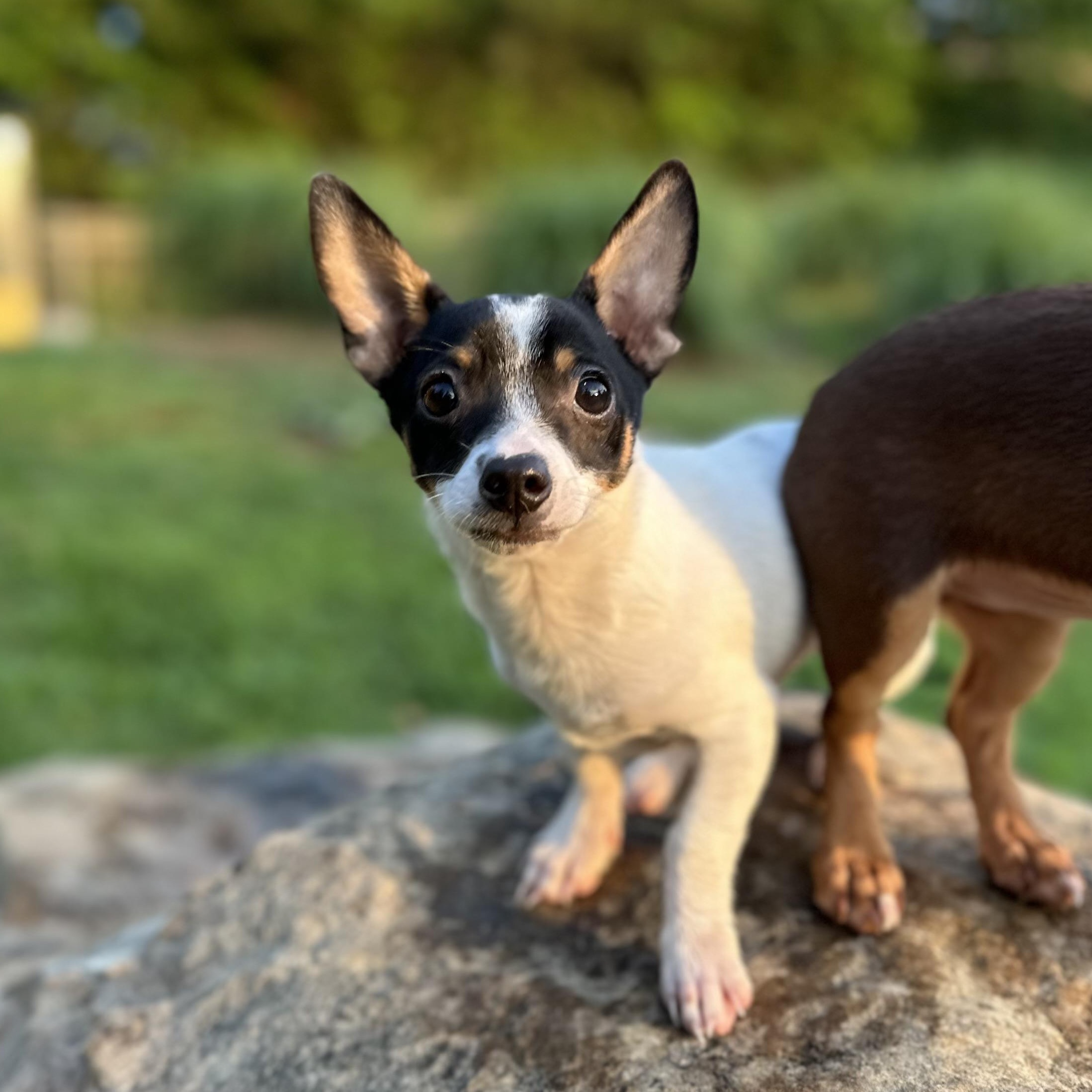 Enlarge ARROW - ARRIVING IN MAINE MAY 30TH, a ADOPTABLE Mixed Breed in Berwick, ME image 4/6