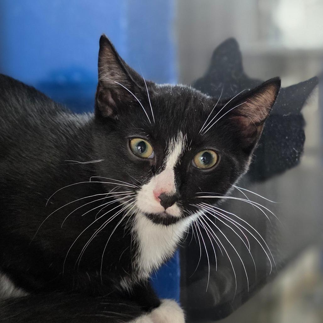 Tanner, Adoptable, Kitten Male Domestic Short Hair.