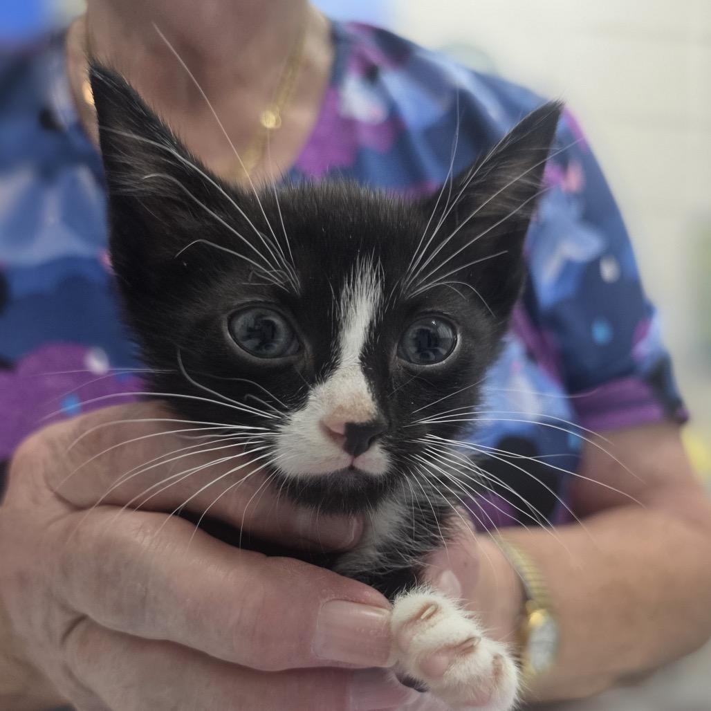 Enlarge Tanner, a Adoptable Domestic Short Hair in Huntsville, AL image 2/2