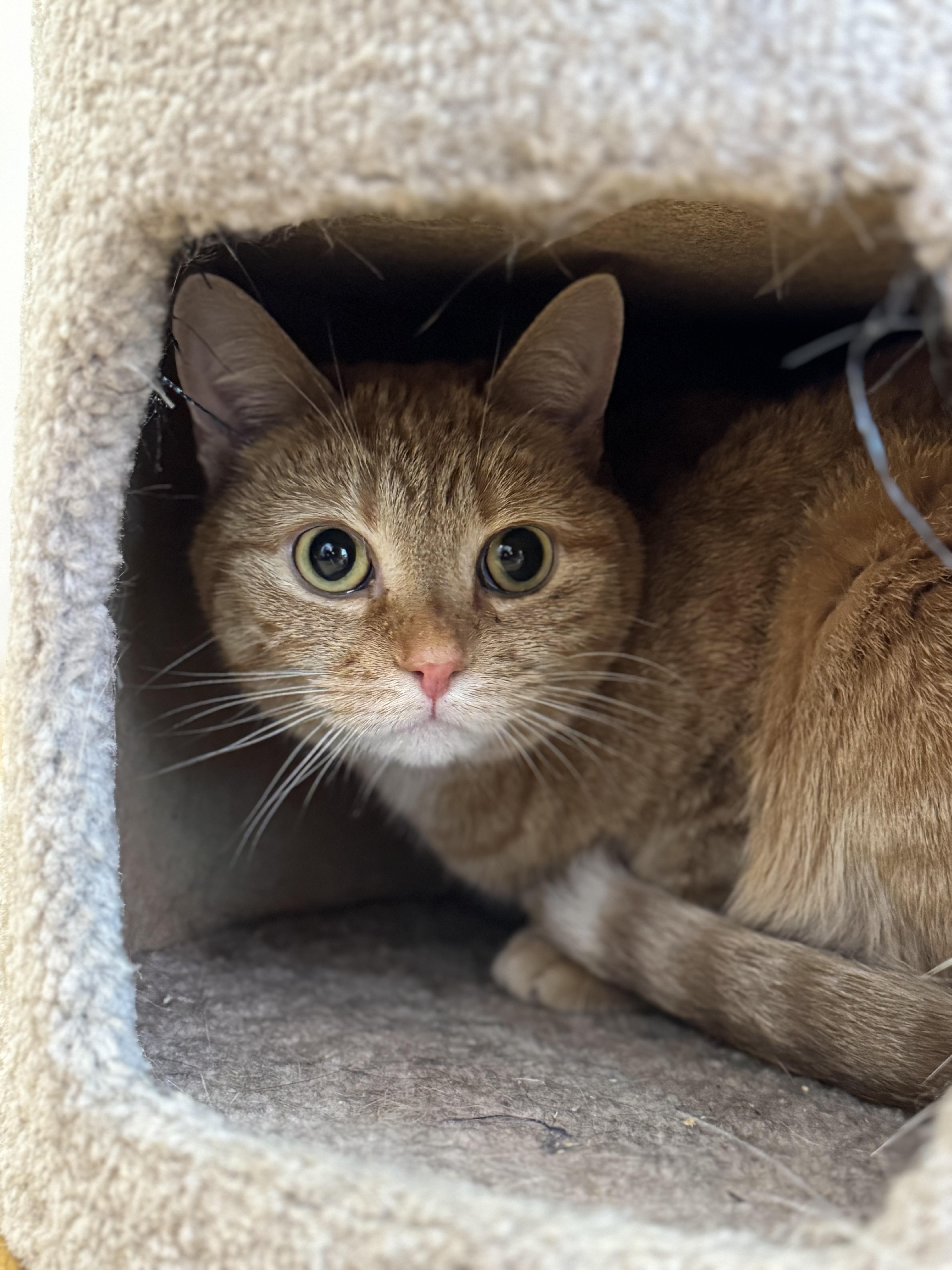 Ginger, adopted, Young Female Domestic Short Hair.