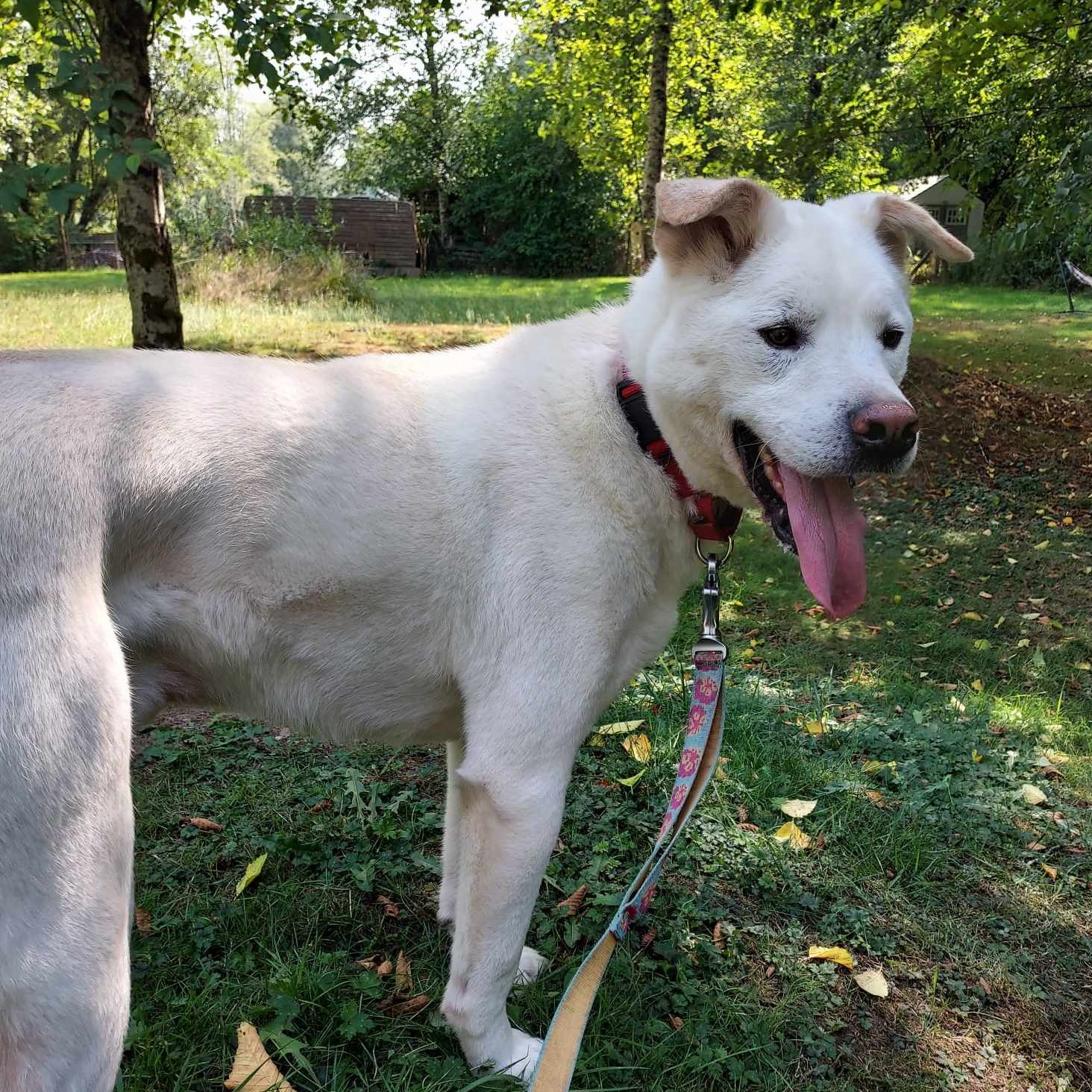 Bieun  -An Amazing Boy, an adoptable Jindo in Elma, WA, 98541 | Photo Image 1