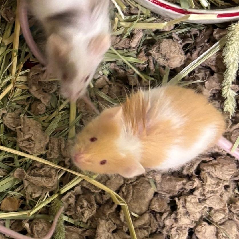 Miso-In Foster, Adoptable, Baby Male Mouse.