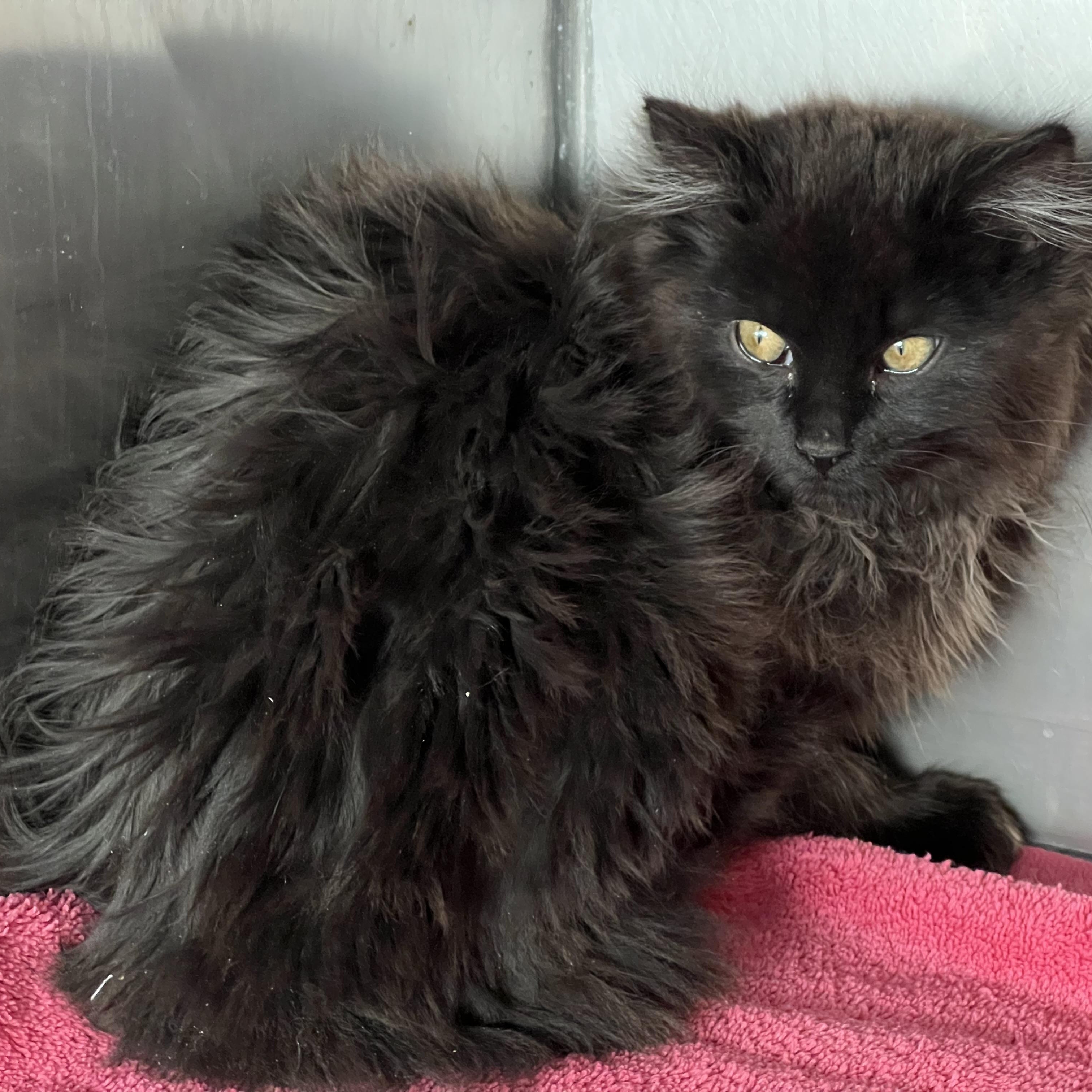 Enlarge Elle, an adopted Domestic Long Hair in Medfield, MA image 4/4