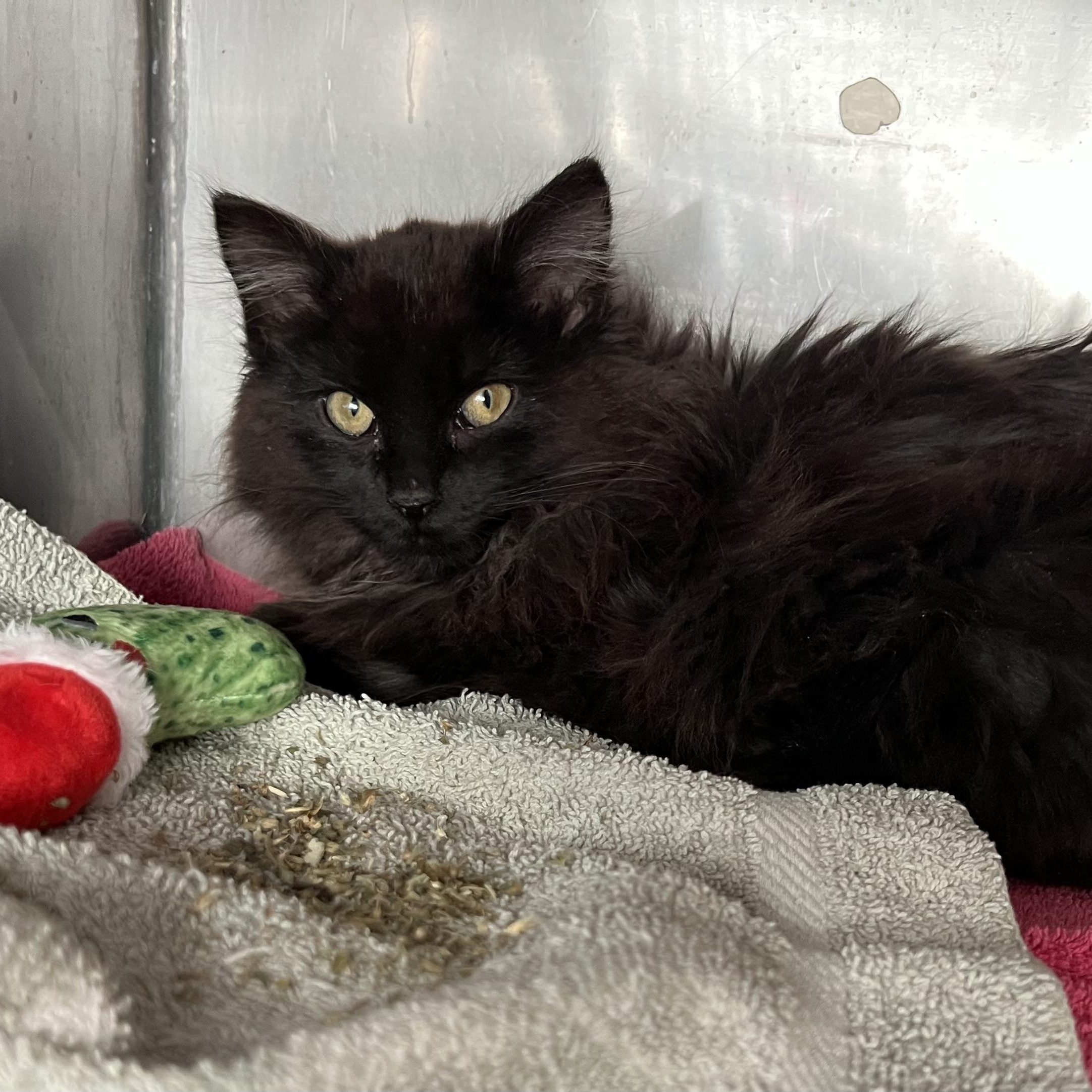 Enlarge Elle, an adopted Domestic Long Hair in Medfield, MA image 1/4