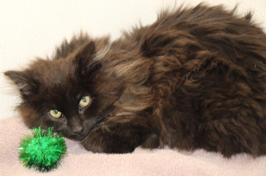 Enlarge Elle, an adopted Domestic Long Hair in Medfield, MA image 2/4