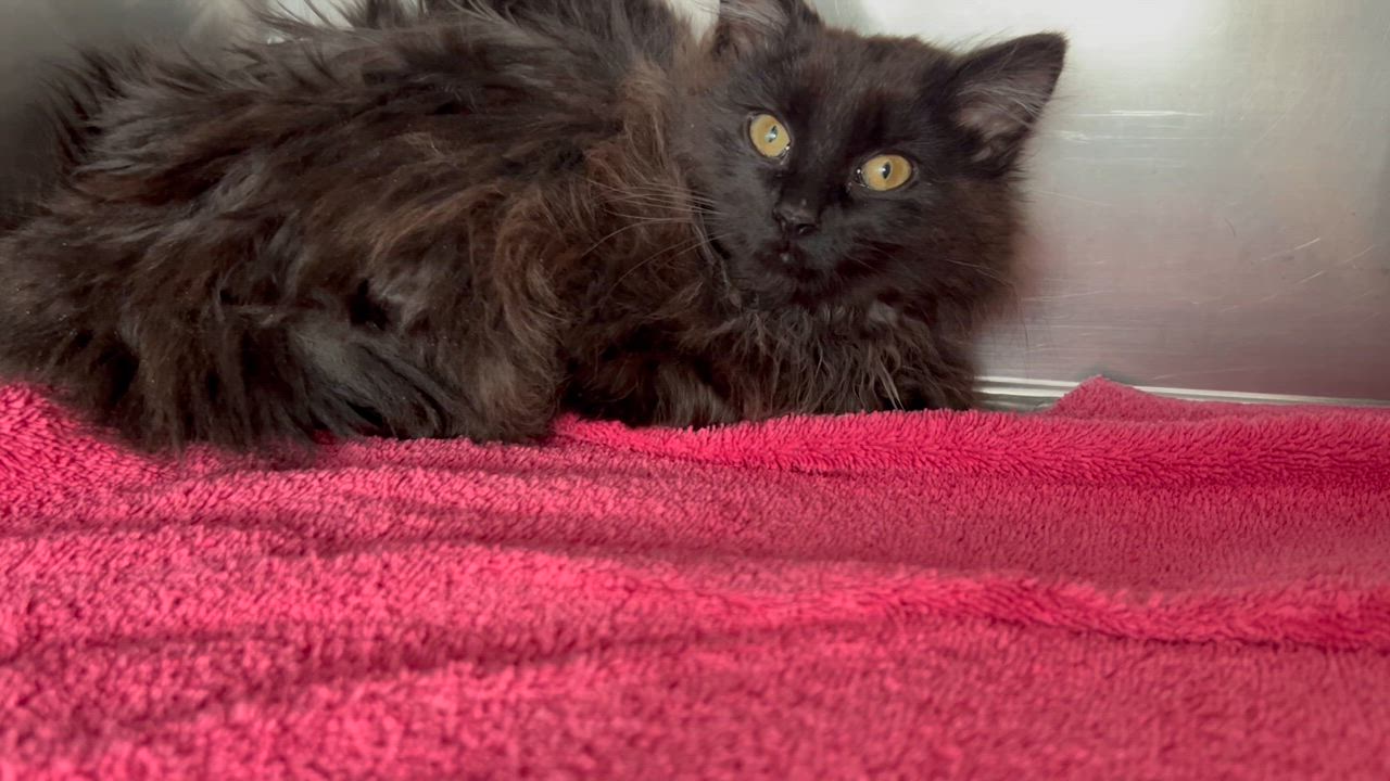 Enlarge Elle, an adopted Domestic Long Hair in Medfield, MA video 3/4