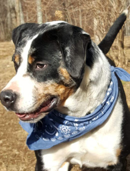 Marbles, a Adoptable mixed breed in Canterbury, CT image 1/12