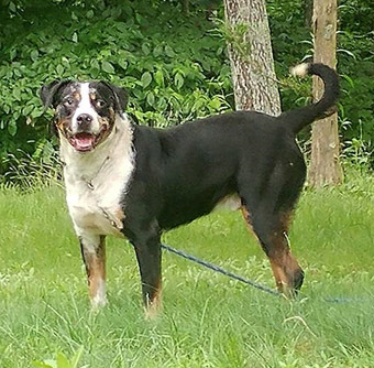 Marbles, a Adoptable mixed breed in Canterbury, CT image 2/12