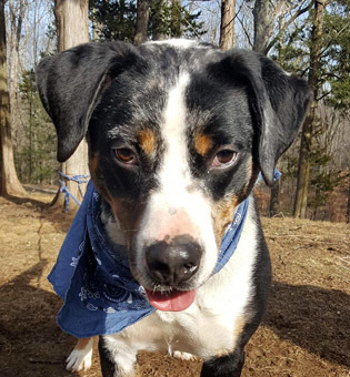Marbles, Adult Male unknown