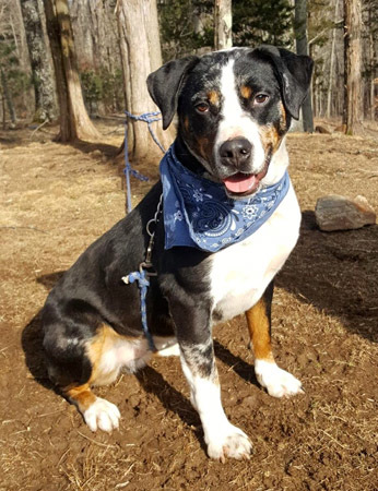 Marbles, a Adoptable mixed breed in Canterbury, CT image 4/12