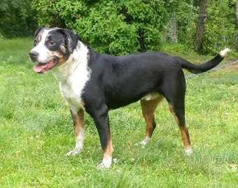 Marbles, a Adoptable mixed breed in Canterbury, CT image 5/12