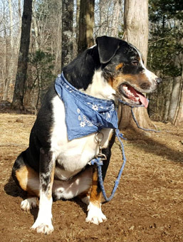 Marbles, a Adoptable mixed breed in Canterbury, CT image 6/12