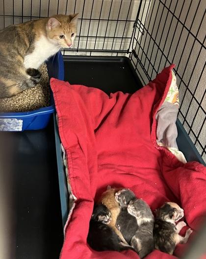 Quinn — thumbnail 2