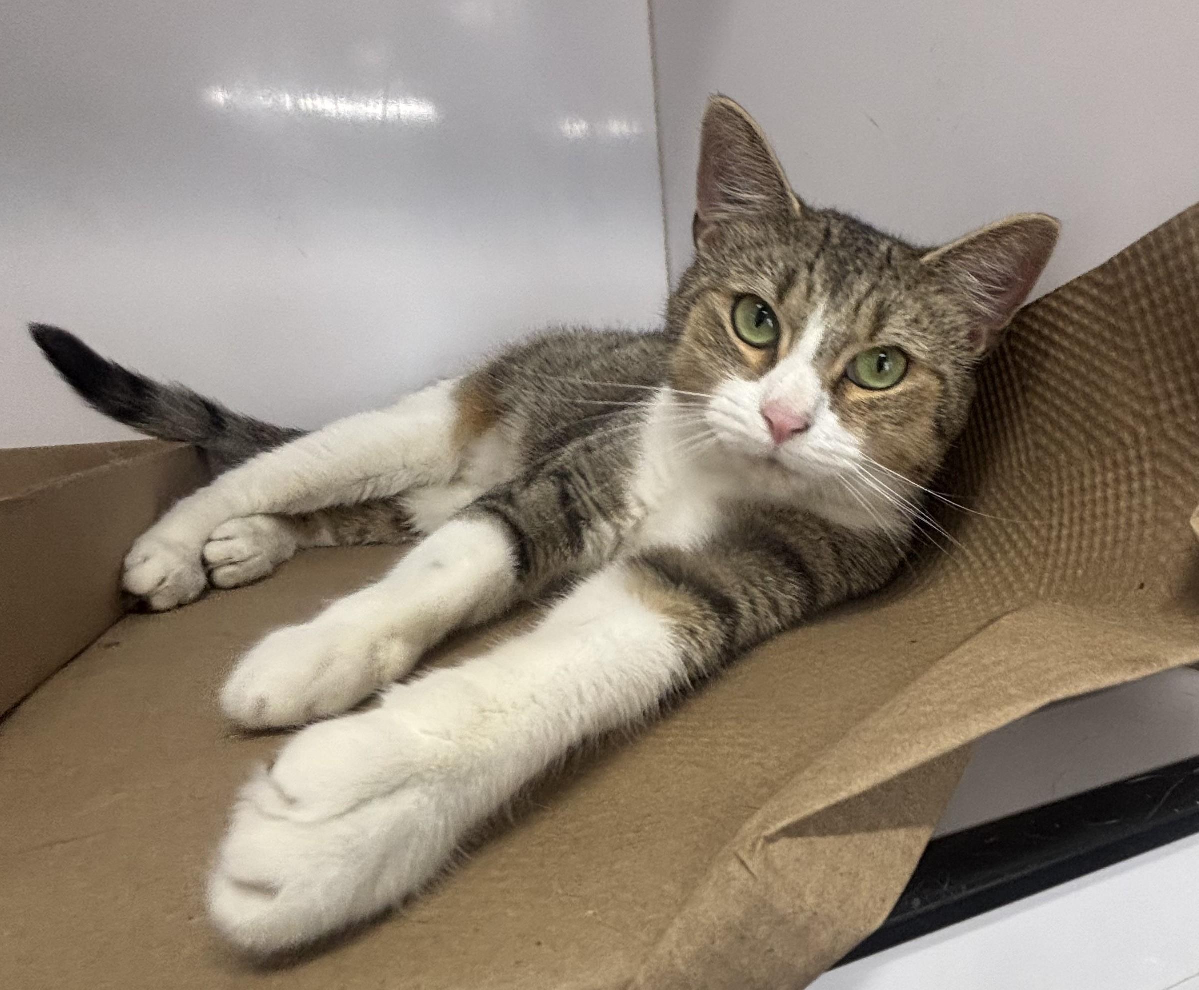 Enlarge Delilah, a Adopted Domestic Short Hair in North Haven, CT image 1/1