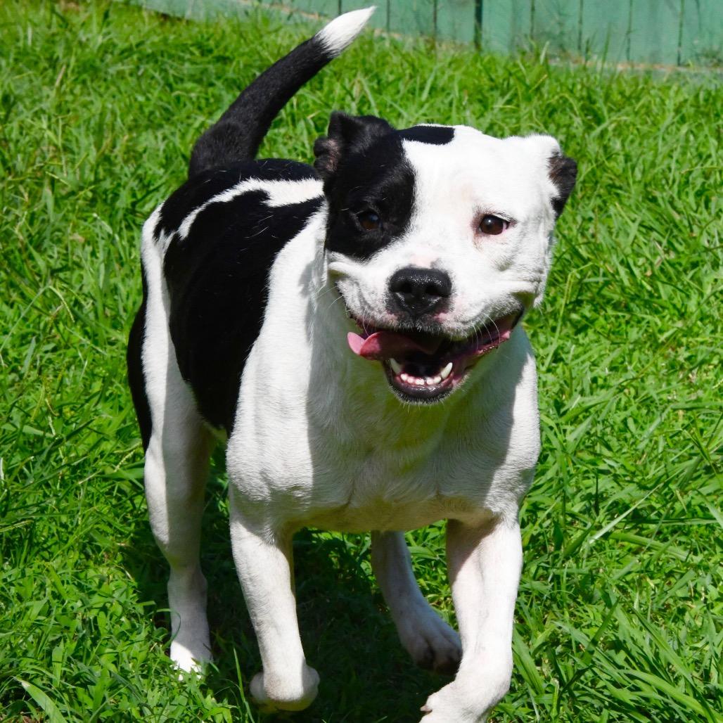 Nia, Adoptable, Adult Female Pit Bull Terrier.