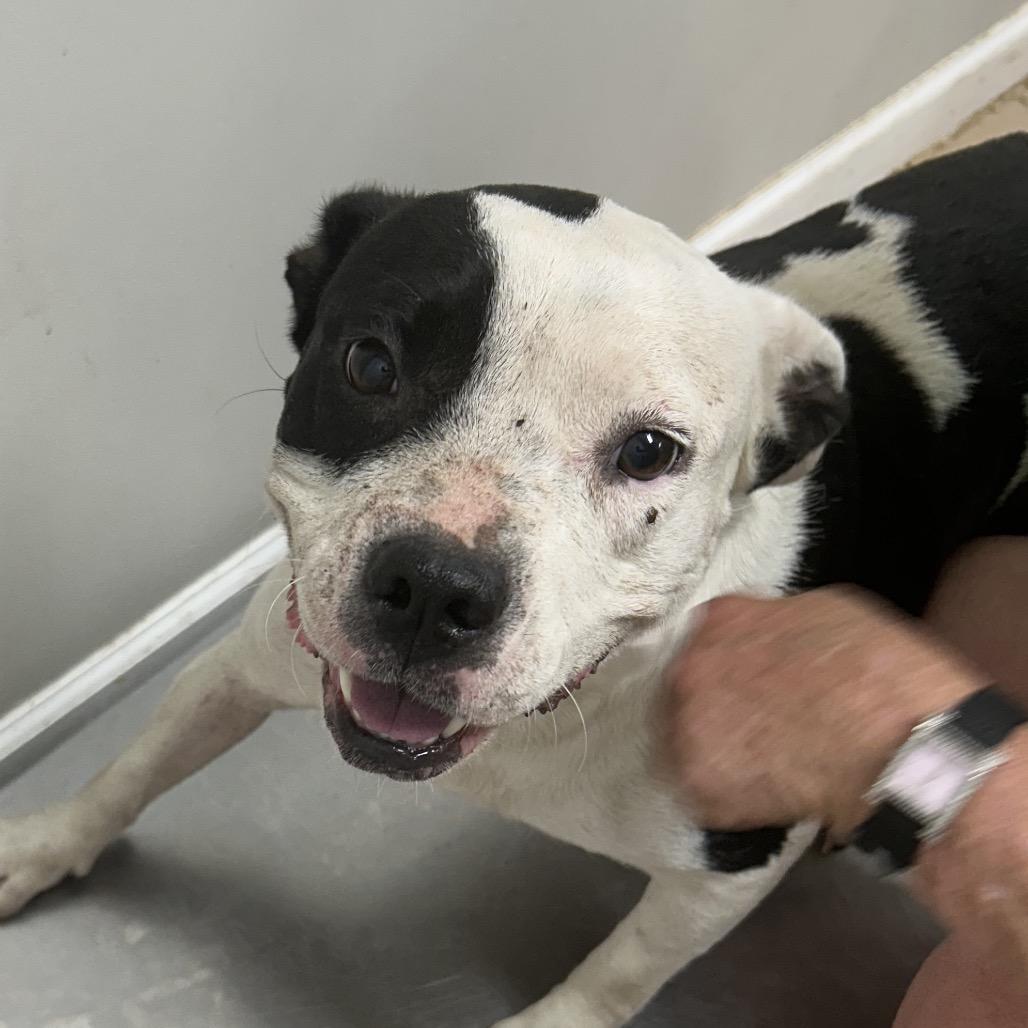 Nia, a Adoptable Pit Bull Terrier in Starkville, MS image 2/6