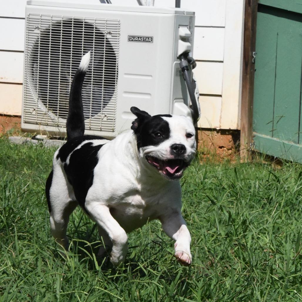 Nia, a Adoptable Pit Bull Terrier in Starkville, MS image 3/6
