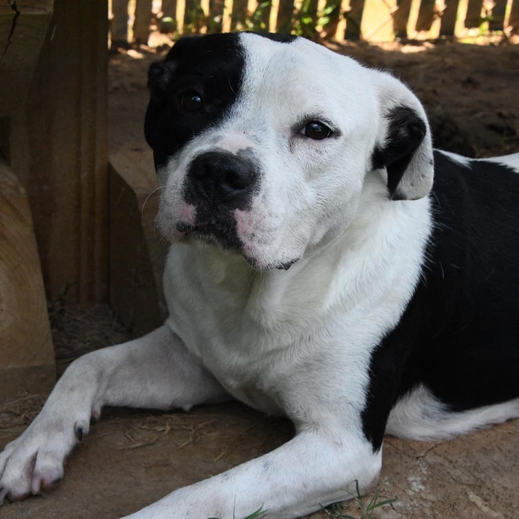 Nia, a Adoptable Pit Bull Terrier in Starkville, MS image 4/6
