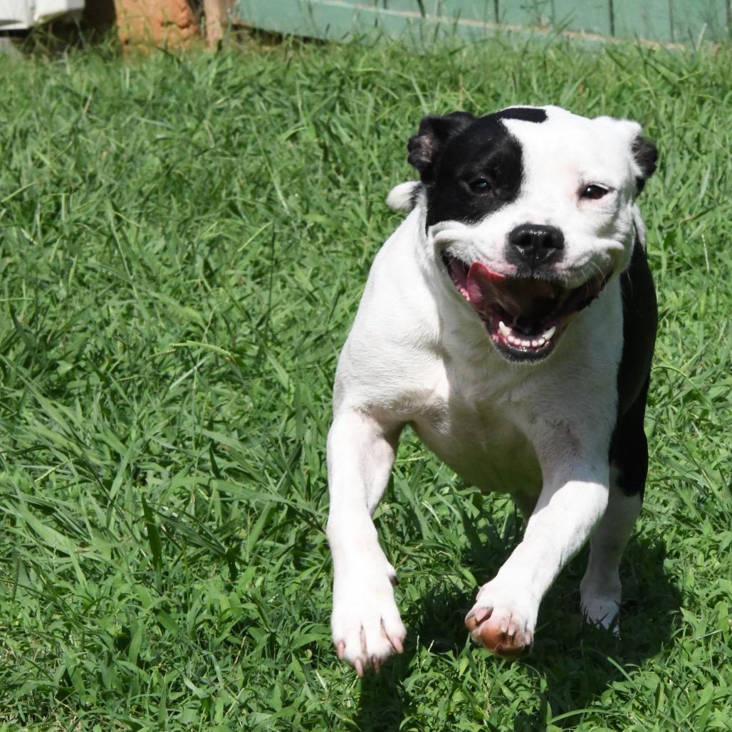 Nia, a Adoptable Pit Bull Terrier in Starkville, MS image 5/6